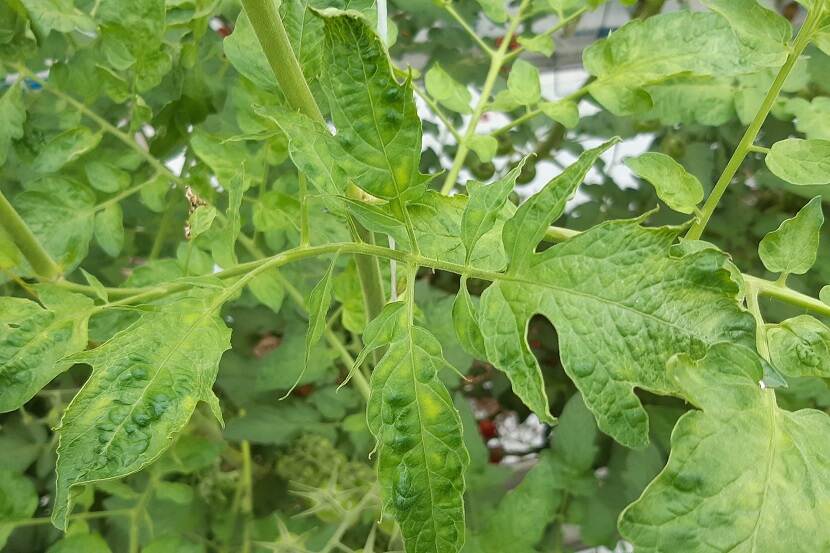 Tomatenplant met naaldblad