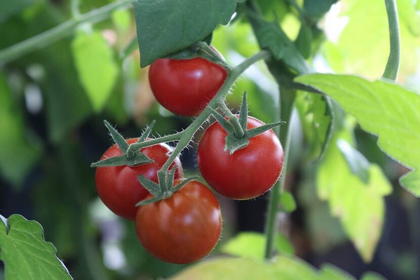 Tomatenplant