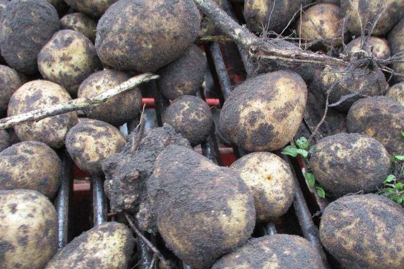 Aardappels besmet met aardappelwratziekte op sorteerrooster