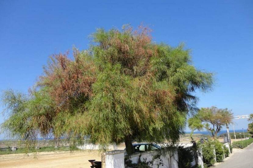 Symptomen van Xylella fastidiosa op Acacia saligna