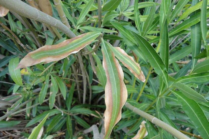 Symptoom van Xylella fastidiosa op Nerium oleander.