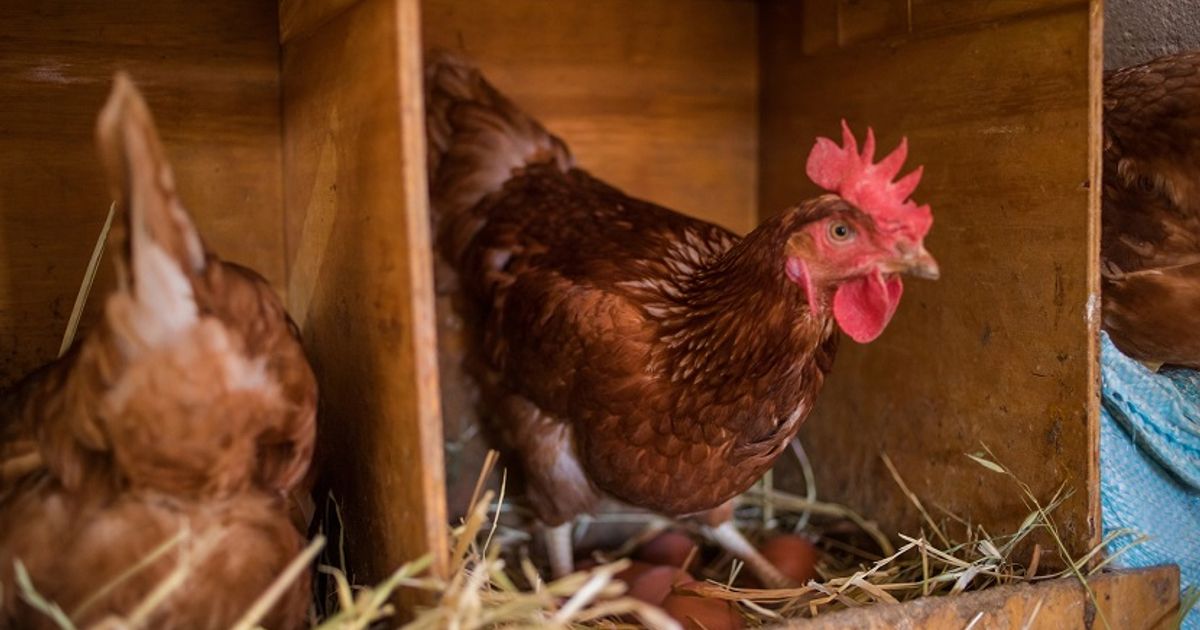 Vogelgriep vastgesteld in Steenderen