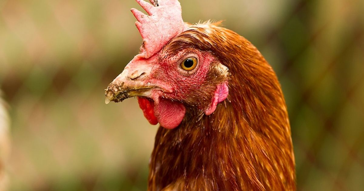 Vogelgriep vastgesteld in Creil