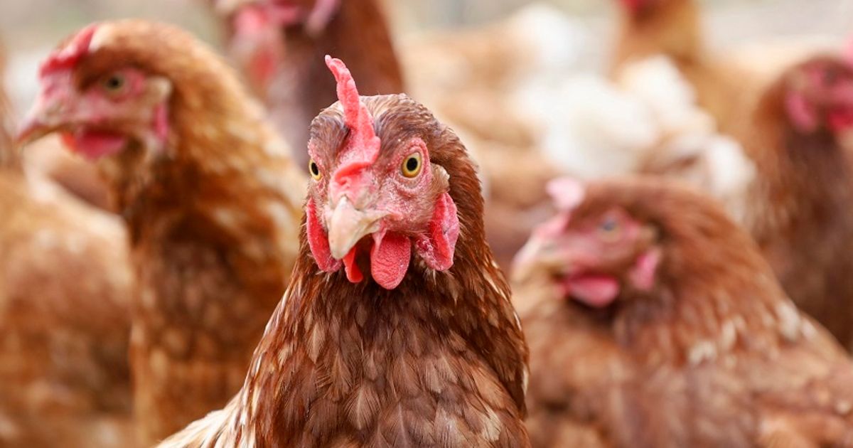 Vogelgriep vastgesteld in Lunteren, Gelderland
