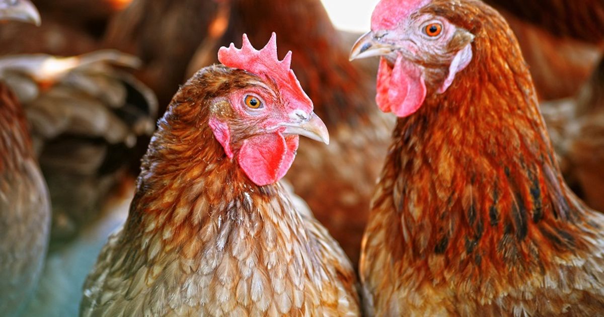 Vogelgriep vastgesteld in Neede, Gelderland