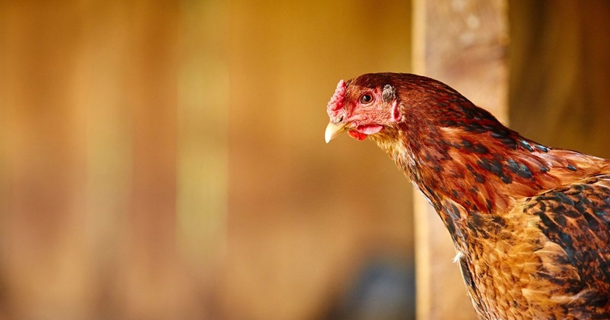 Vogelgriep vastgesteld in Geesbrug (Drenthe)