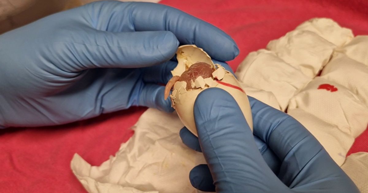 NVWA neemt 261 broedeieren in beslag op Schiphol