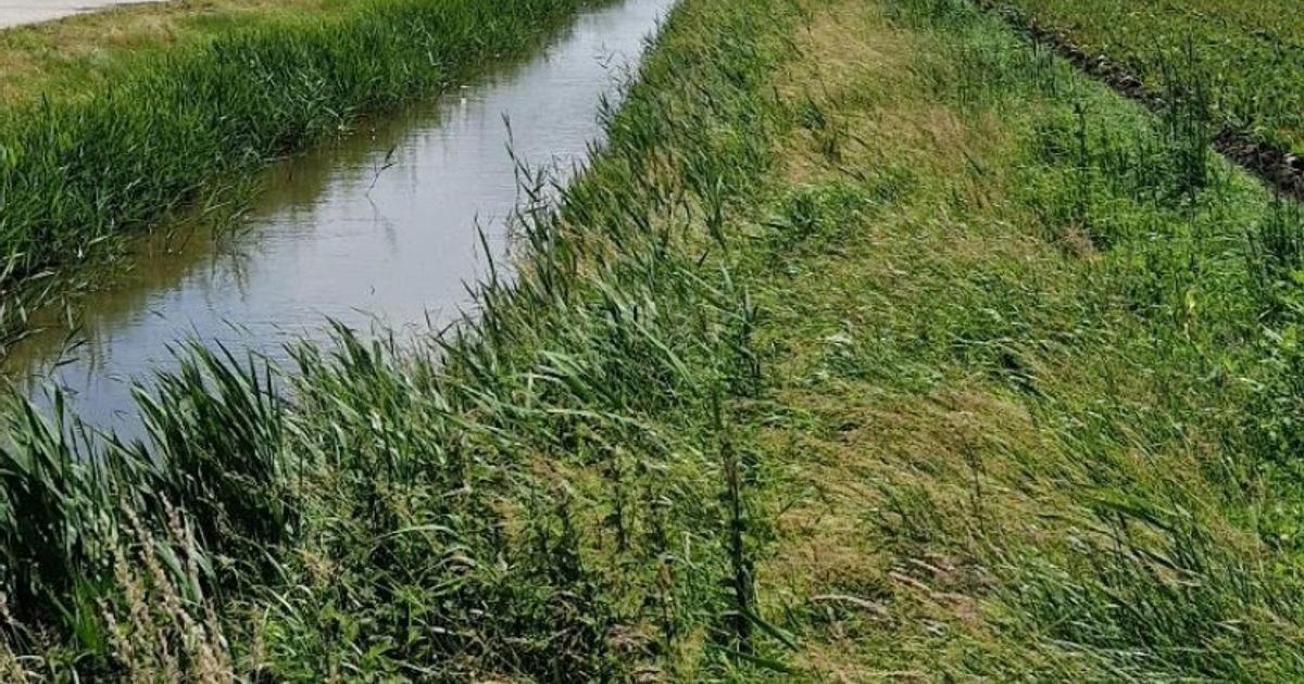 Naleving gebruik gewasbeschermingsmiddelen op percelen langs oppervlaktewater laag | NVWA