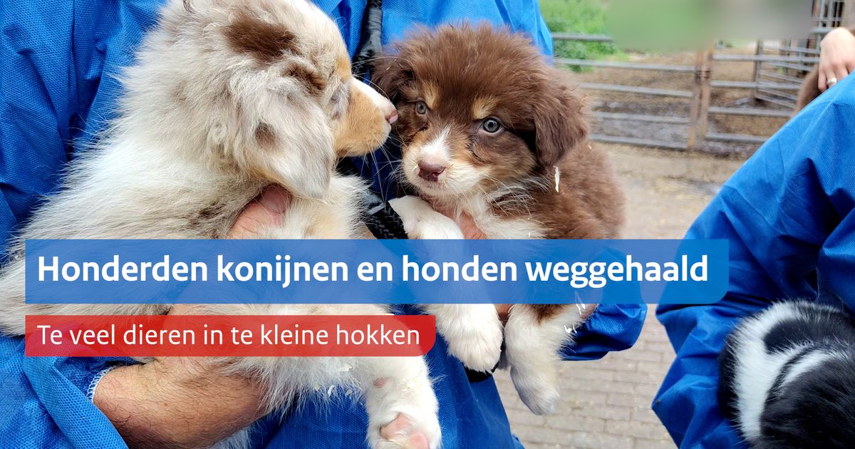 NVWA neemt honderden konijnen en honden in bewaring
