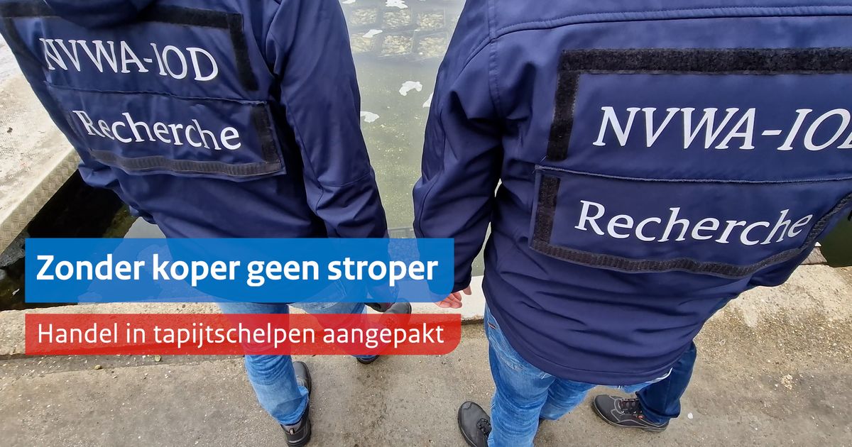 NVWA-IOD verdenkt handelaar van verkoop gestroopte tapijtschelpen
