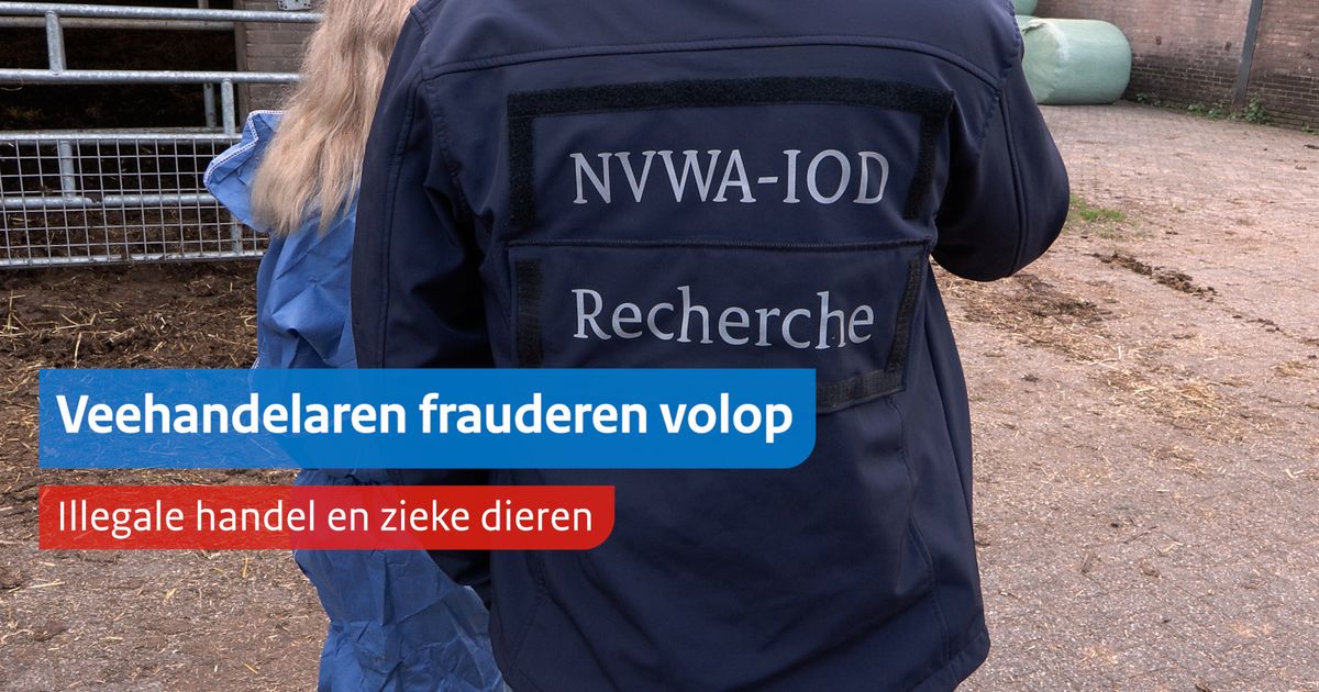 NVWA-IOD doorzoekt bedrijven in onderzoek naar fraude bij handel in runderen